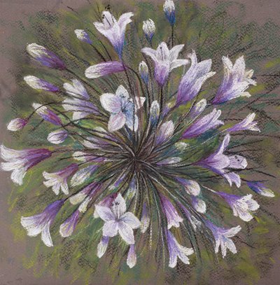 Agapanthus door Margo Starkey