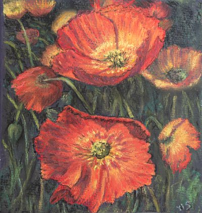 Eerste klaprozen door Margo Starkey