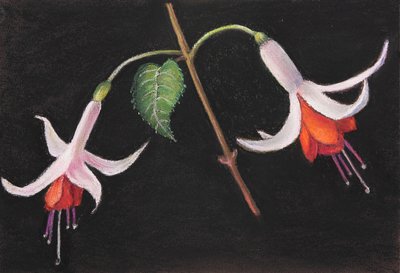 Fuchsia