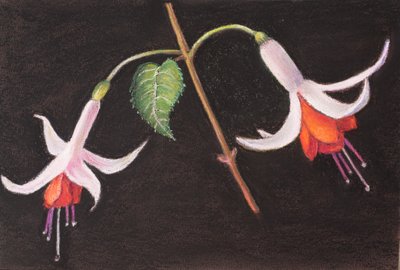 Fuchsia