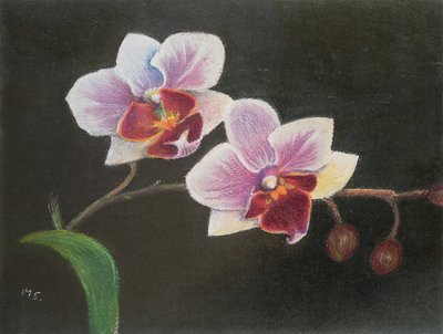 Orchidee in mijn slaapkamer door Margo Starkey