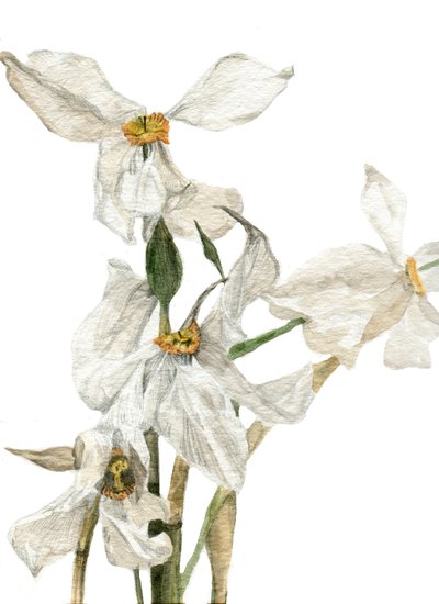 Narcissen, 2018 door Maria Basea