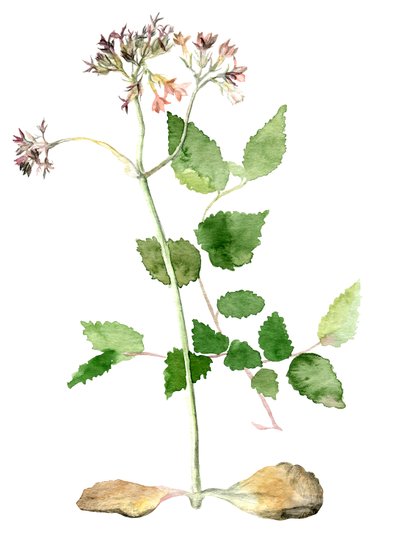 Bloemen, 2018 door Maria Basea