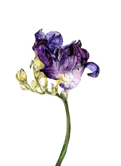 Freesia bloem, 2018 door Maria Basea