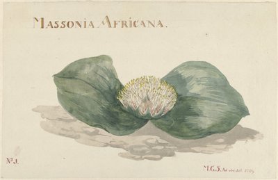 Bloem Massonia Africana door Maria Geertruida Barbiers Snabilié