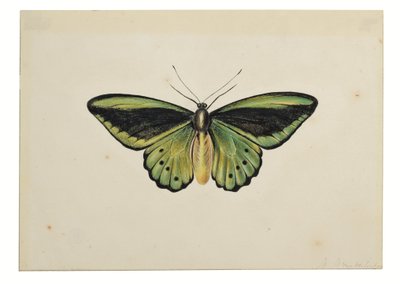Vlinder, gewone groene vogelvleugel (Ornithoptera priamus) door Maria Margaretha van Os