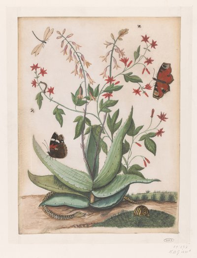 Vlinders, een slang en een schildpad rondom een bloeiende agave door Maria Moninckx