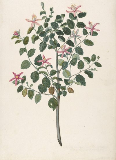 Studie van een plant met rood-paarse bloemen Sebastiana africana purpurea, 1695 door Maria Monninckx