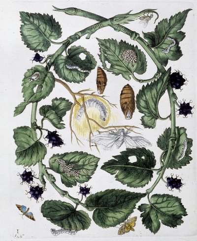 Vlinders en pop - tek. door Maria Sibylla Merian, n.d., ca. eind 18e eeuw door Maria Sibylla Merian