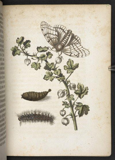 Rups, cocon en vlinder, uit 