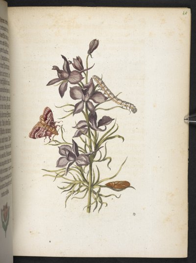 Der Raupen wunderbare Verwandlung und sonderbare Blumen-Nahrung door Maria Sibylla Merian