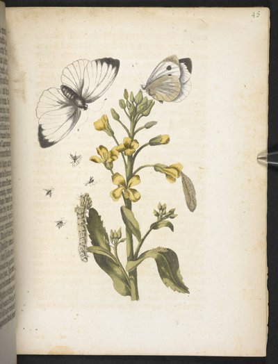 Der Raupen wunderbare Verwandlung und sonderbare Blumen-Nahrung door Maria Sibylla Merian