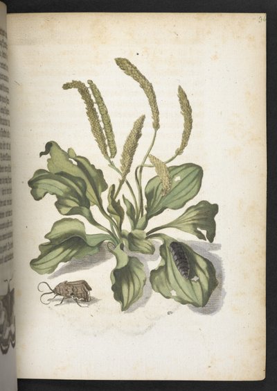 Der Raupen wunderbare Verwandlung und sonderbare Blumen-Nahrung door Maria Sibylla Merian