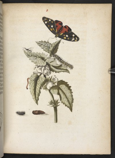 Der Raupen wunderbare Verwandlung und sonderbare Blumen-Nahrung door Maria Sibylla Merian
