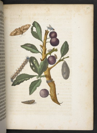 Der Raupen wunderbare Verwandlung und sonderbare Blumen-Nahrung door Maria Sibylla Merian