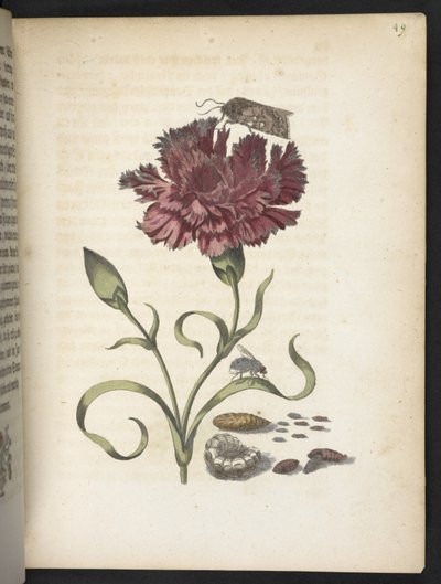 Der Raupen wunderbare Verwandlung und sonderbare Blumen-Nahrung door Maria Sibylla Merian