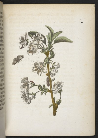 Der Raupen wunderbare Verwandlung und sonderbare Blumen-Nahrung door Maria Sibylla Merian