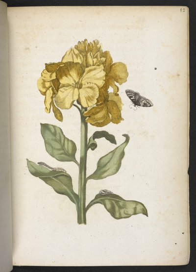 Der Raupen wunderbare Verwandlung und sonderbare Blumen-Nahrung door Maria Sibylla Merian