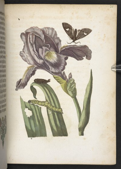 Der Raupen wunderbare Verwandlung und sonderbare Blumen-Nahrung door Maria Sibylla Merian