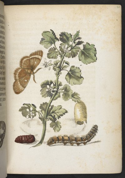 Der Raupen wunderbare Verwandlung und sonderbare Blumen-Nahrung door Maria Sibylla Merian