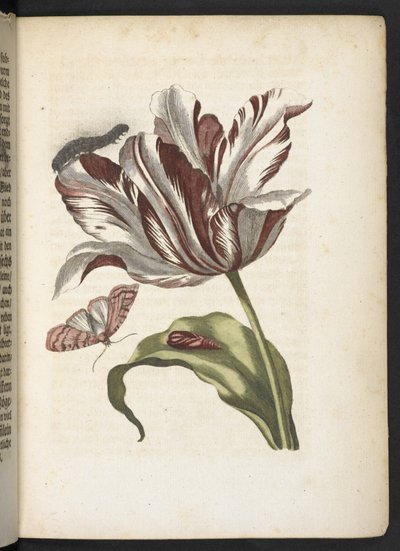 Der Raupen wunderbare Verwandlung und sonderbare Blumen-Nahrung door Maria Sibylla Merian