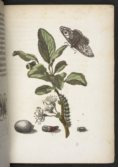 Der Raupen wunderbare Verwandlung und sonderbare Blumen-Nahrung door Maria Sibylla Merian