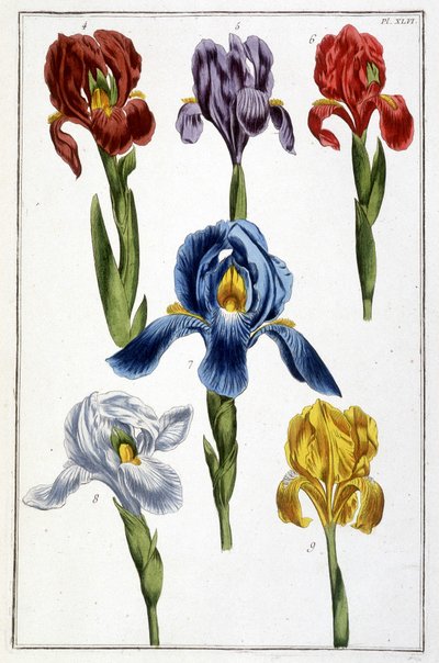 Iris - in “Histoire générale des insectes de Surinam et de toute l