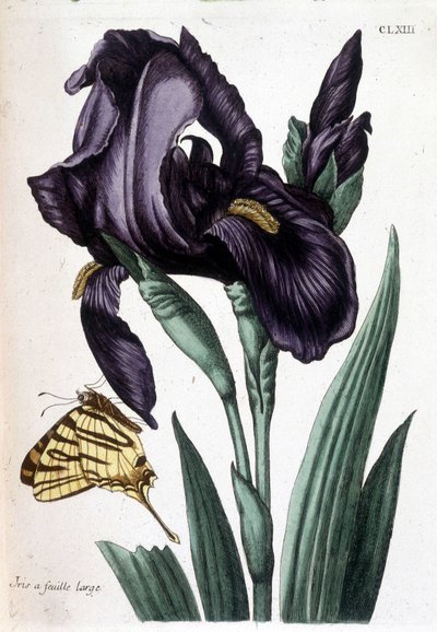 Iris met brede bladeren - in 