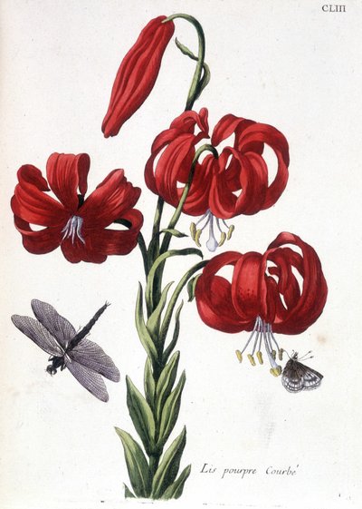 Paarse Lis - in “Histoire générale des insectes de Surinam et de toute l