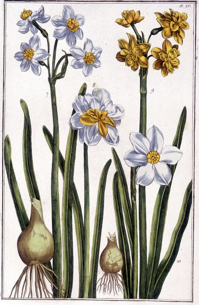 Narcis - in 