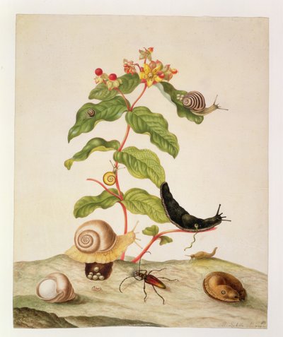 No.1146c Hypericum Baxiforum met slakken en een kever, 1695 door Maria Sibylla Merian