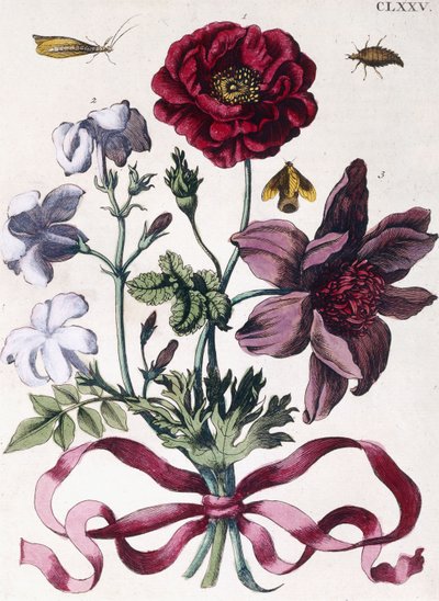 Verschillende Europese Insecten en Bloemen door Maria Sibylla Merian