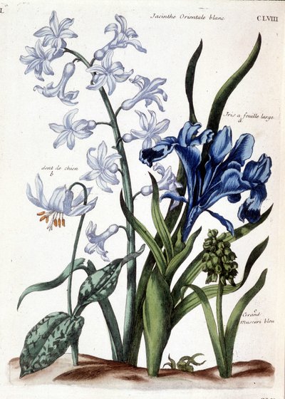 Witte oosterse hyacint, grote bladiris, hondstand, grote blauwe muscari - in “Histoire générale des insectes de Surinam et de toute l