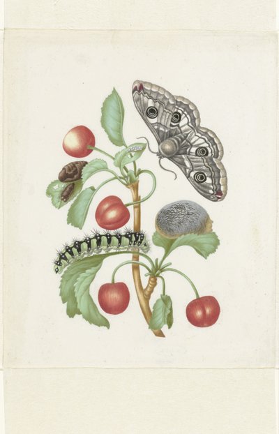 Metamorfose van een kleine keizersmot door Maria Sibylla Merian (workshop of)