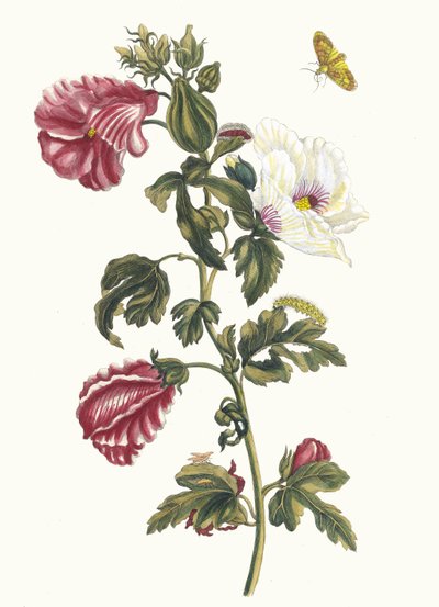 Althea. Uit het Boek Metamorphosis insectorum Surinamensium, 1705 door Maria Sibylla Merian