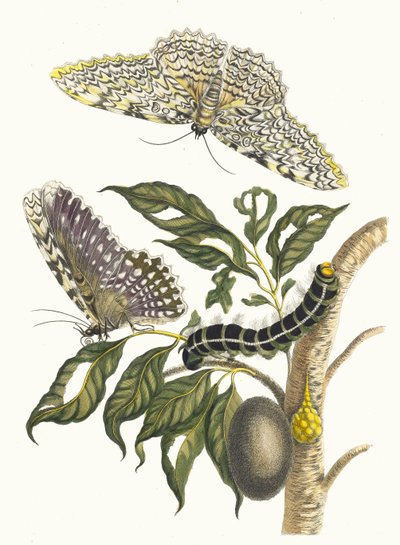 Arbre de gomme-gutte. Uit het Boek Metamorphosis insectorum Surinamensium, 1705 door Maria Sibylla Merian