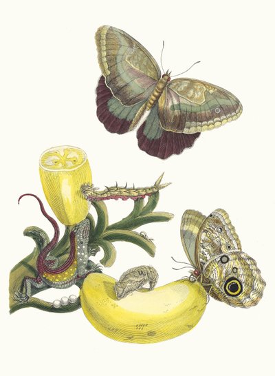 Baccores. Uit het boek Metamorphosis insectorum Surinamensium, 1705 door Maria Sibylla Merian
