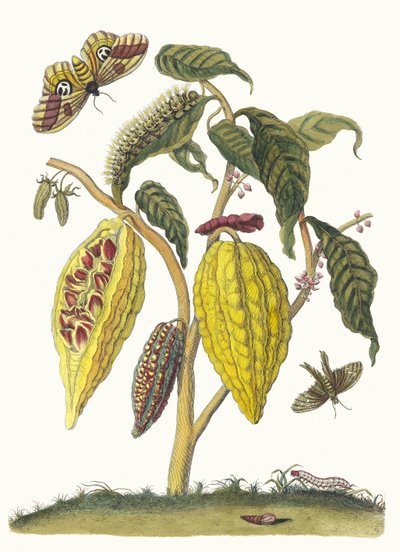 Cacao. Uit het boek Metamorphosis insectorum Surinamensium, 1705 door Maria Sibylla Merian