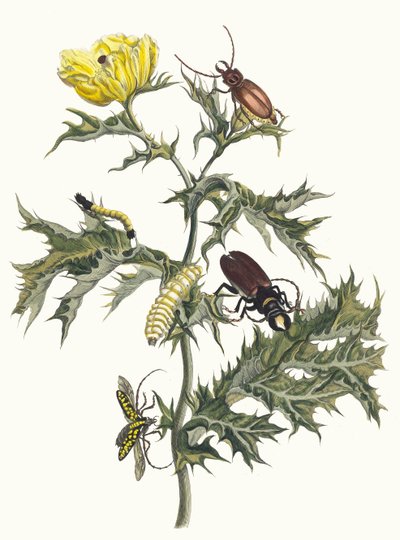 Carduus spinosus. Uit het Boek Metamorphosis insectorum Surinamensium, 1705 door Maria Sibylla Merian