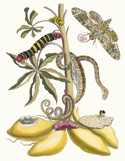 Cassave. Uit het Boek Metamorphosis insectorum Surinamensium, 1705 door Maria Sibylla Merian