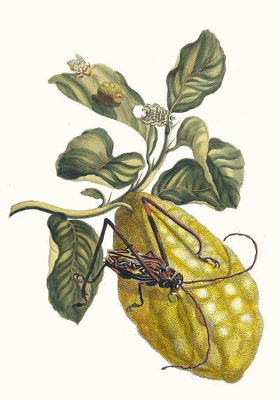Citroenboom. Uit het boek Metamorphosis insectorum Surinamensium door Maria Sibylla Merian