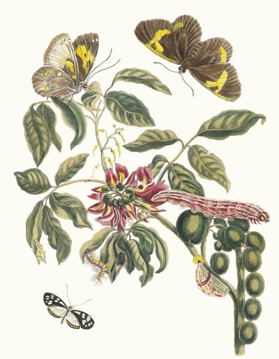 Coronilla Americana Arborescens. Uit het boek Metamorphosis insectorum Surinamensium, 1705 door Maria Sibylla Merian