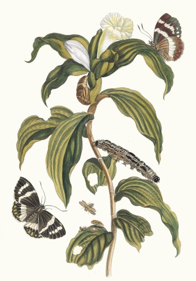 Costus arabicus. Uit het Boek Metamorphosis insectorum Surinamensium, 1705 door Maria Sibylla Merian