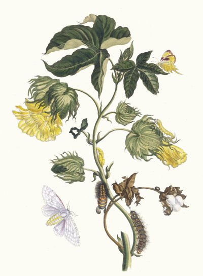 Cotonier. Uit het boek Metamorphosis insectorum Surinamensium, 1705 door Maria Sibylla Merian