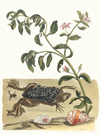 Waterkers. Uit het boek Metamorphosis insectorum Surinamensium, 1705 door Maria Sibylla Merian