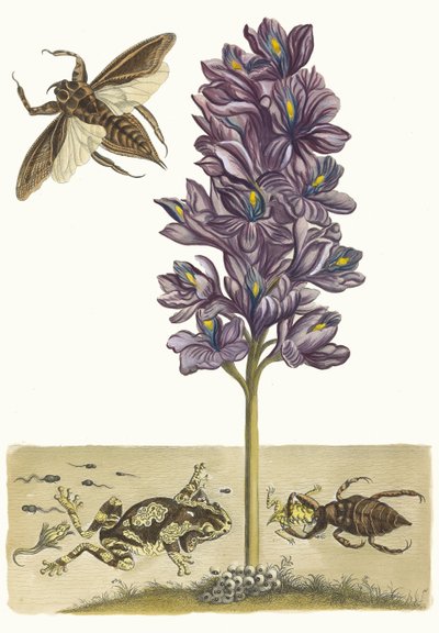 Eichhornia crassipes. Uit het boek Metamorphosis insectorum Surinamensium door Maria Sibylla Merian