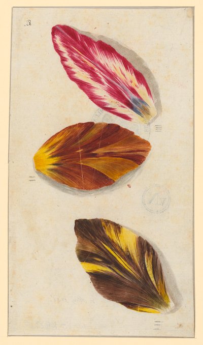 Einzelne Tulpenblätter door Maria Sibylla Merian