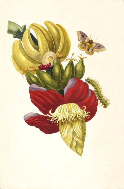 Uit het Boek Metamorphosis insectorum Surinamensium, 1705 door Maria Sibylla Merian