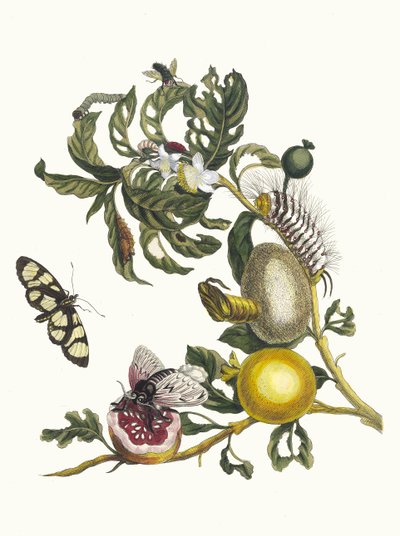 Guajaves. Uit het boek Metamorphosis insectorum Surinamensium, 1705 door Maria Sibylla Merian