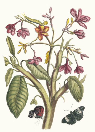 Jasmin des Indes, uit het boek Metamorphosis insectorum Surinamensium, 1705 door Maria Sibylla Merian